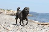 SHAR-PEI 371